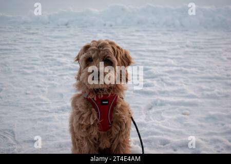 Australisches Labradoodle-Hündchen, Aprikosenfell. In einer Winterlandschaft mit Frost auf der Nase hervorstechen. Stockfoto