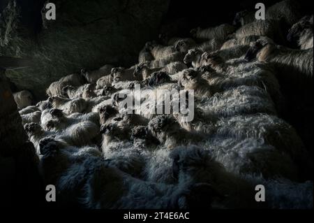 Zegama, Spanien. Oktober 2023. Fahren Sie durch die natürliche Höhle von Saint Adrien, im Aizkorri-Aratz Naturpark. Schafhirten führen jährlich Viehwanderungen durch den St. Adrian's Pass in Gipuzkoa, Spanien, durch. Eine Tradition, die seit Jahrhunderten besteht. Diese Veranstaltung markiert das Ende der Weidezeit im Hochland und die Vorbereitung auf den Winter in niedrigeren Lagen. Quelle: SOPA Images Limited/Alamy Live News Stockfoto