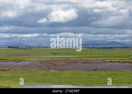 Wassergesäumtes Sumpfgebiet am Fluss Douglas mit Fernsicht auf die Bleasdale Fells Hesketh Bank Lancashire England Stockfoto