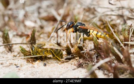 Weiblicher Bienenwolf, Philanthus triangulum, greift Eine Honey Bee am Boden an, Blashford Lakes UK Stockfoto