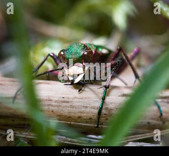 Vorderansicht des Head of A Green Tiger Beetle, Cicindela campestris, Jagd auf Beute im Unterholz, New Forest UK Stockfoto