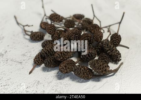 Erlenkegel isoliert. Alnus-Kegel auf einem Ast, trockener Erlenzweig isoliert auf weißem Hintergrund Stockfoto