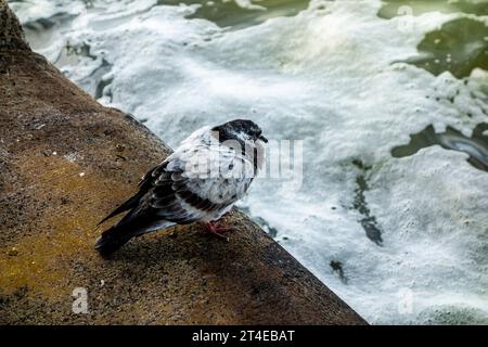 Common Pigeon, Columba Livia domestica, mit Rüschen im Wind am Rande des schaumigen Hudson River, New York City, NY, USA Stockfoto