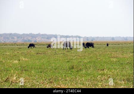 Cape Buffalo (Syncerus Caffer Caffer Caffer), Chobe National Park, Botswana, Afrika Stockfoto