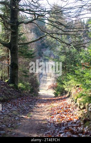 Gribskov in Dänemark bei Kagerup im Winter 2019 Stockfoto