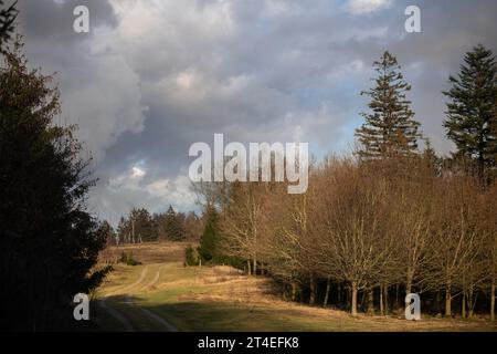 Gribskov in Dänemark bei Kagerup im Winter 2019 Stockfoto