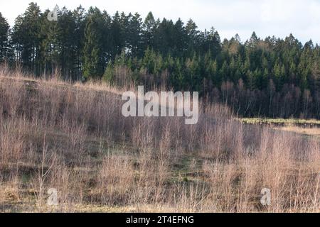 Gribskov in Dänemark bei Kagerup im Winter 2019 Stockfoto