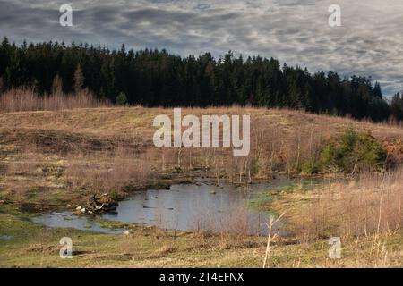 Gribskov in Dänemark bei Kagerup im Winter 2019 Stockfoto