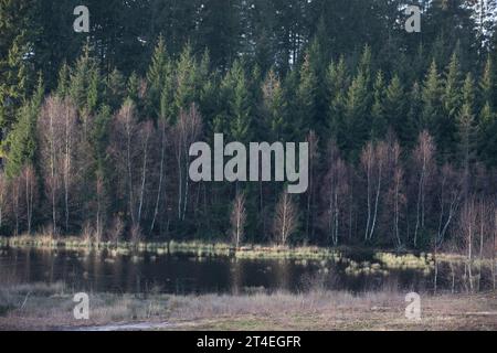 Gribskov in Dänemark bei Kagerup im Winter 2019 Stockfoto