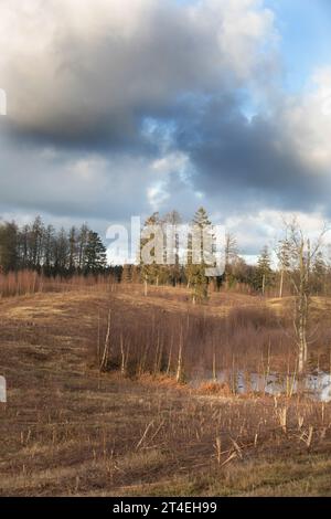 Gribskov in Dänemark bei Kagerup im Winter 2019 Stockfoto