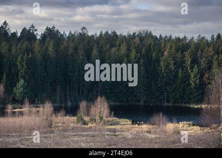 Gribskov in Dänemark bei Kagerup im Winter 2019 Stockfoto