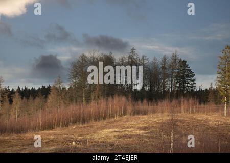 Gribskov in Dänemark bei Kagerup im Winter 2019 Stockfoto