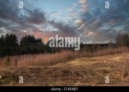 Gribskov in Dänemark bei Kagerup im Winter 2019 Stockfoto