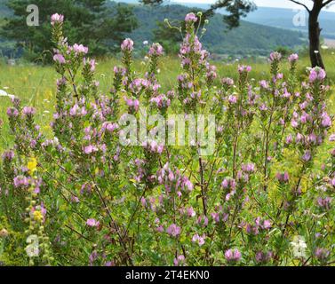 Ononis spinosa wächst in freier Wildbahn Stockfoto