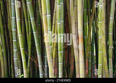 Serie sur des Tigde bambou - Serie über Bambusstiele Stockfoto