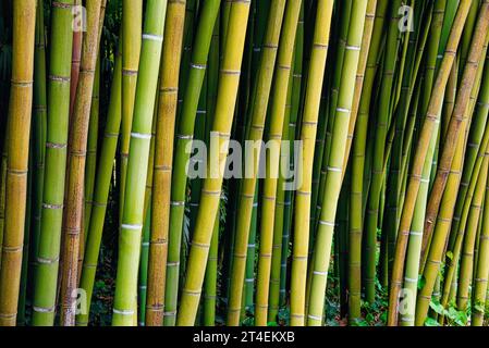 Serie sur des Tigde bambou - Serie über Bambusstiele Stockfoto