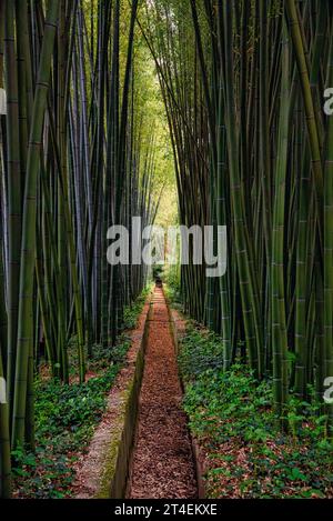 Serie sur des Tigde bambou - Serie über Bambusstiele Stockfoto