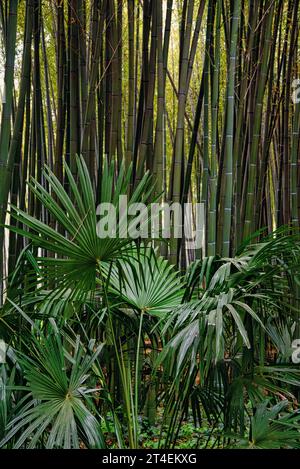 Serie sur des Tigde bambou - Serie über Bambusstiele Stockfoto