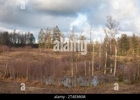 Gribskov in Dänemark bei Kagerup im Winter 2019 Stockfoto