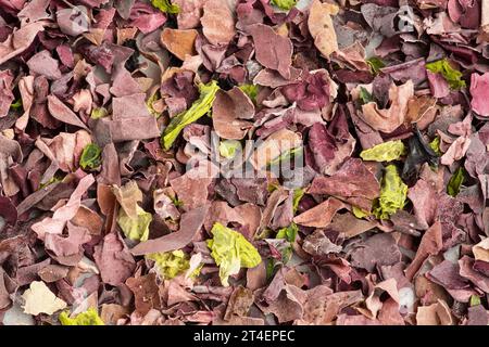 Textur getrockneter violetter, grauer, schwarzer und grüner Algen Stockfoto