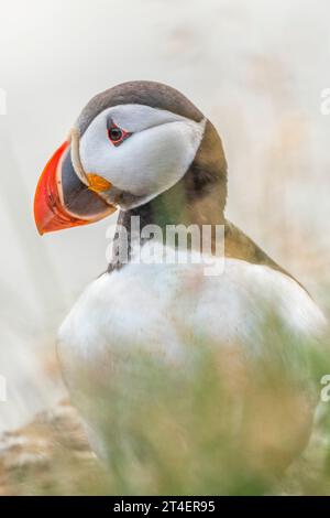 Puffin, Látrabjarg Vogelklippen, Westfjorde, Island Stockfoto