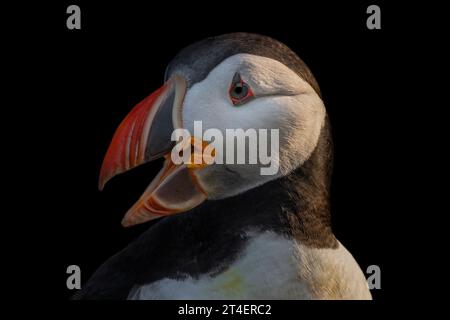 Puffin, Látrabjarg Vogelklippen, Westfjorde, Island Stockfoto