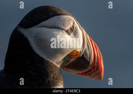 Puffin, Látrabjarg Vogelklippen, Westfjorde, Island Stockfoto