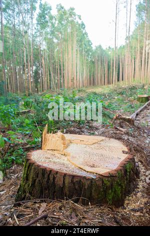 Kiefernernernte Holzschutt – Holzernte in Sao Francisco de Paula, Süden Brasiliens Stockfoto