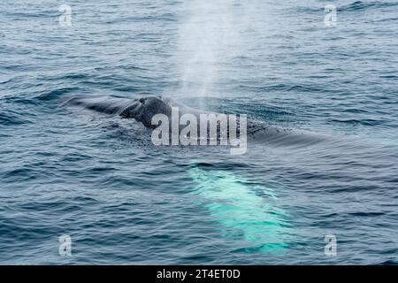 Right Whale, Húsavík, Island Stockfoto