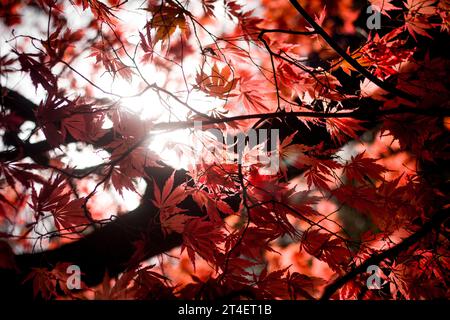 Leuchtend roter Baum, Ahornblätter, Laubpark, Herbstblick. Stockfoto