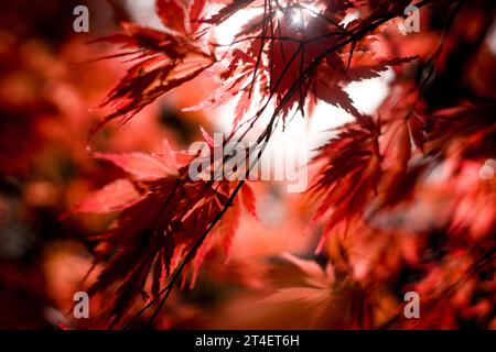 Leuchtend roter Baum, Ahornblätter, Laubpark, Herbstblick. Stockfoto