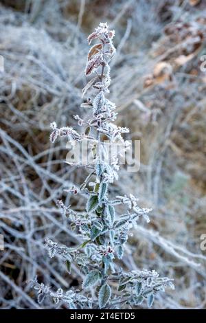 Frost auf den Blättern, Raureif auf der Pflanze, Winter Stockfoto
