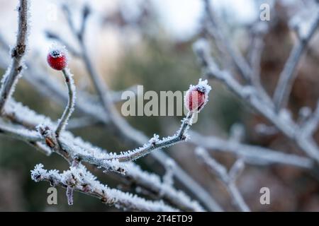 Raureif auf den Hüften, Winter frostiger Morgen, Rosa rubiginosa Stockfoto