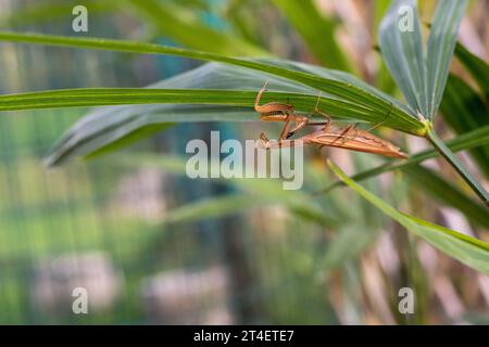 Betende Mantis auf den Blättern einer Palme. Auch europäische Mantis genannt. Der Name der Gattung leitet sich vom griechischen „Mantis“, Prophet, Wahrsager ab. Stockfoto