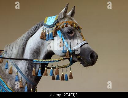 Arabisches Pferdeporträt mit Nationalgeschirr im dunklen Stall Stockfoto