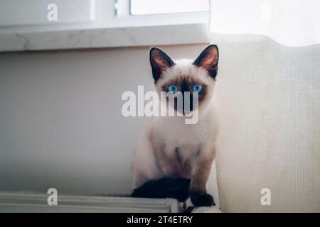 Siamesisches Kätzchen mit blauen Augen, das auf dem Heizkörper vor der weißen Wand sitzt. Stockfoto