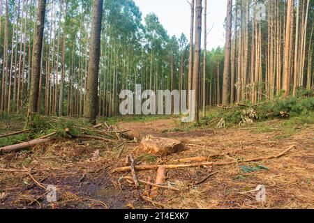 Kiefernernernte Holzschutt – Holzernte in Sao Francisco de Paula, Süden Brasiliens Stockfoto