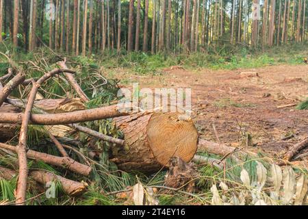 Kiefernernernte Holzschutt – Holzernte in Sao Francisco de Paula, Süden Brasiliens Stockfoto