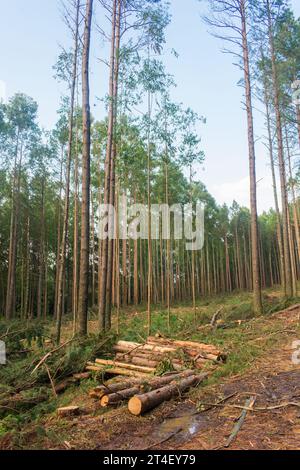 Kiefernernernte Holzschutt – Holzernte in Sao Francisco de Paula, Süden Brasiliens Stockfoto