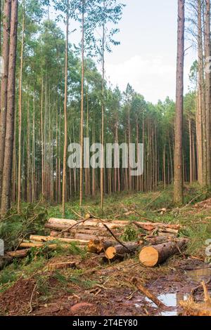 Kiefernernernte Holzschutt – Holzernte in Sao Francisco de Paula, Süden Brasiliens Stockfoto