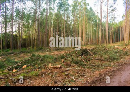 Kiefernernernte Holzschutt – Holzernte in Sao Francisco de Paula, Süden Brasiliens Stockfoto