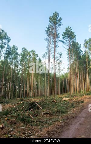 Kiefernernernte Holzschutt – Holzernte in Sao Francisco de Paula, Süden Brasiliens Stockfoto