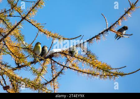 Europäisches Serin - Serinus serinus - Ruhe auf einem Lärchenzweig im Oktober Stockfoto