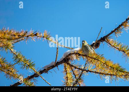 Europäisches Serin - Serinus serinus - Ruhe auf einem Lärchenzweig im Oktober Stockfoto