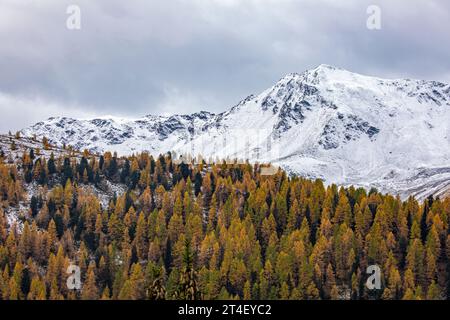 Malerischer Herbstblick mit schneebedeckten Bergen und goldenen Lärchen in der Nähe von Davos, Schweiz Stockfoto