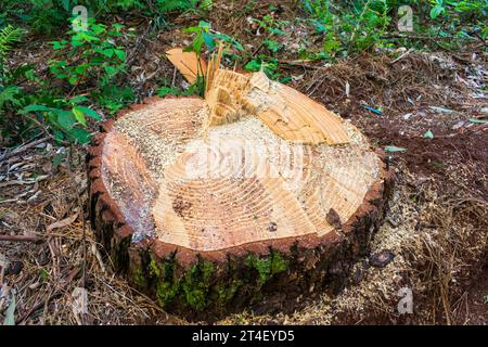 Kiefernernernte Holzschutt – Holzernte in Sao Francisco de Paula, Süden Brasiliens Stockfoto