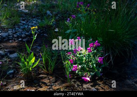 Lewis’s Monkeyflower (Mimulus lewisii) entlang des Canyon Creek im Jefferson County in Oregon, unterhalb des Three Finger Jack. Stockfoto