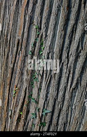 Stamm der süßen Kastanienbäume (castanea sativa) mit interessantem Spiralmuster, Fissurrinde, Cardiff. Vom Oktober 2023. Herbst. Stockfoto