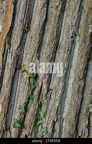 Stamm der süßen Kastanienbäume (castanea sativa) mit interessantem Spiralmuster, Fissurrinde, Cardiff. Vom Oktober 2023. Herbst. Stockfoto