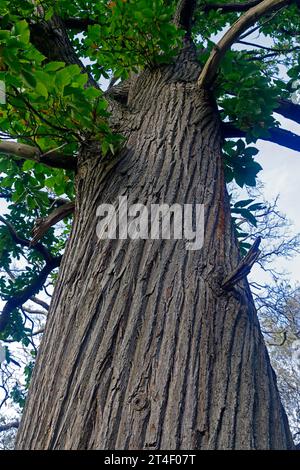 Blick auf den Stamm der süßen Kastanienbäume (castanea sativa) mit interessanter Rinde, Cardiff. Vom Oktober 2023. Herbst. Stockfoto